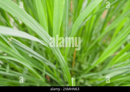Zitronengraspflanze und Blätter im Bio-Garten Stockfoto