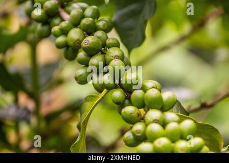 Unreife Bohnen einer Kaffeepflanze in der Kraterseen-Region nahe Fort Portal, Uganda Stockfoto