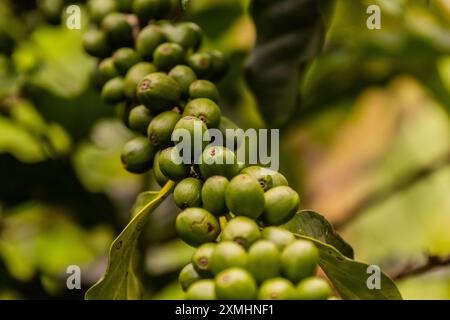 Unreife Bohnen einer Kaffeepflanze in der Kraterseen-Region nahe Fort Portal, Uganda Stockfoto
