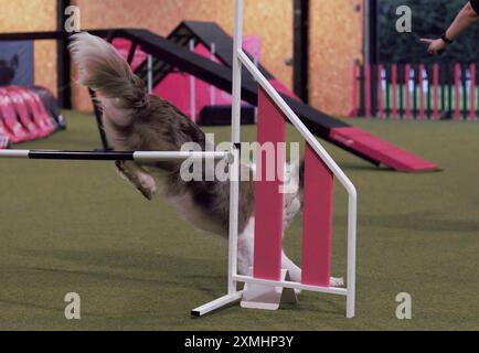 Ein erwachsener, weiblicher, rot-weißer merle, Border Collie-Hund, der auf einem Hürdenlauf über eine Hürde springt Stockfoto