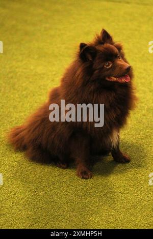 Ein brauner, männlicher, deutscher Spitzhund, der aufblickt Stockfoto