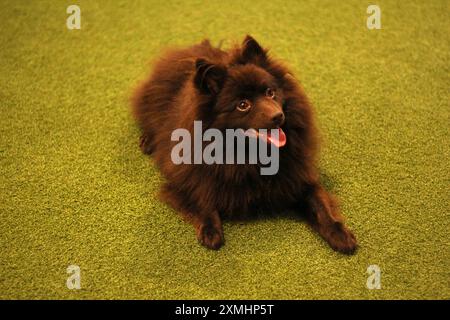 Ein brauner, männlicher, deutscher Spitzhund, der aufblickt Stockfoto