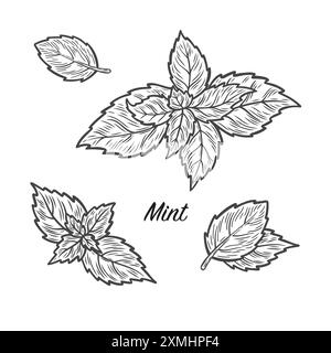 Minzblätter Gesetzt Stock Vektor
