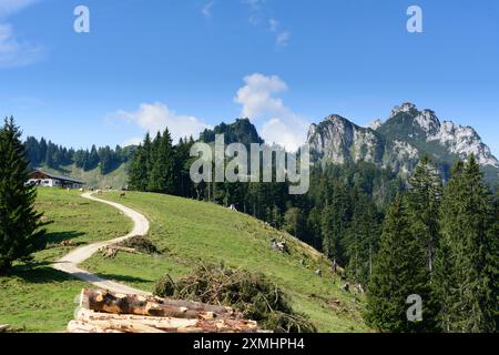 Kühe auf der Piesenhauser Hochalm. Blick auf die Kampenwand Chiemgauer Alpen, Chiemgauer Alpen Oberbayern, Chiemgau, Oberbava Bayern, Bava Stockfoto