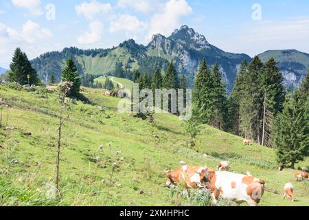 Kühe auf der Piesenhauser Hochalm. Blick auf die Kampenwand Chiemgauer Alpen, Chiemgauer Alpen Oberbayern, Chiemgau, Oberbava Bayern, Bava Stockfoto