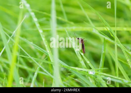 Mücke auf grünem Grasblatt aus nächster Nähe Stockfoto