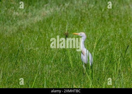 Rinderreiher (Bubulcus ibis) in der Nähe des Viktoriasees in Entebbe, Uganda Stockfoto