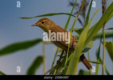 Gemeiner Schilfwurmler (Acrocephalus scirpaceus), der auf Schilfgräsern sitzt Stockfoto