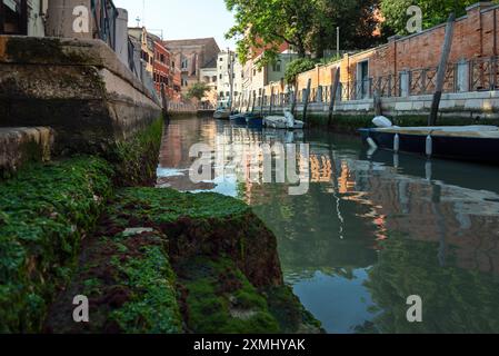 Eine klassische Szene einer moosigen Grachtentreppe in Venedig. Stockfoto