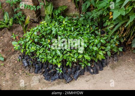 Keimlinge von Kaffeepflanzen in Uganda Stockfoto