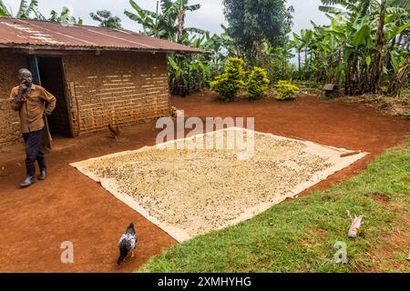 BUDADIRI, UGANDA - 26. FEBRUAR 2020: Ein einheimischer Mann zeigt, wie sein Kaffee getrocknet wird, Uganda Stockfoto