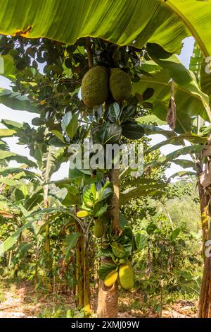 Jackfrucht-Baum im Osten Ugandas Stockfoto