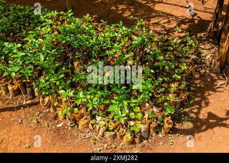 Keimling von Kaffeepflanzen im Dorf Sipi, Uganda Stockfoto