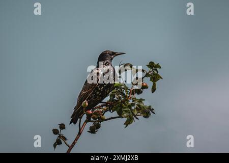 Gewöhnlicher Star, der auf einem Baum sitzt Stockfoto
