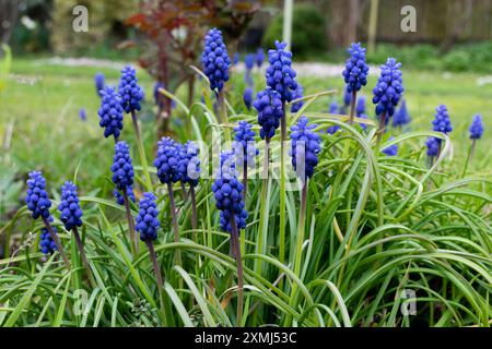 Viele Muscari-Blumen im Garten, Vorbote des Frühlings Stockfoto