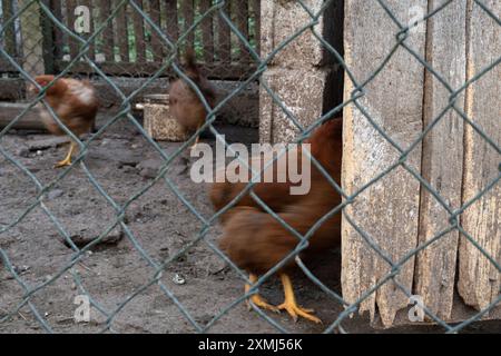 Hühner kommen in Hektik, Bewegungsunschärfe in den Hühnerstall Stockfoto