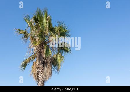 Palm Tree gegen den klaren blauen Himmel Stockfoto