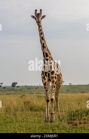 Giraffe im Murchison Falls Nationalpark, Uganda Stockfoto