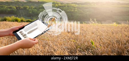 Eine Farmerin mit digitalem Tablet hält ein Weizenohr. Infografik zur Kornreifeanalyse. Stockfoto
