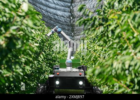 Autonomer Roboter mit Roboterarm, der Früchte auf einem intelligenten Bauernhof erntet. Konzept... Stockfoto