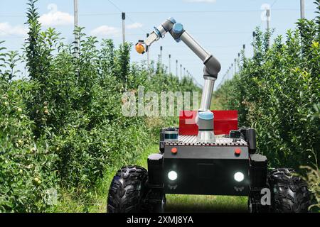 Autonomer Roboter mit Roboterarm, der Früchte auf einem intelligenten Bauernhof erntet. Konzept... Stockfoto