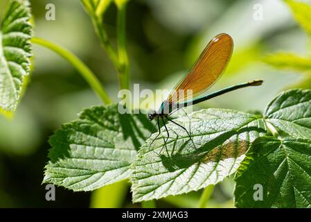 Weibliche Demoiselle (calopteryx virgo), die auf einem grünen Blatt ruht, einer Art von Damselfliegen, die zur Familie der Calopterygidae gehört. Stockfoto