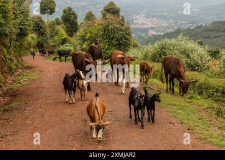 BUNYONYI, UGANDA - 18. MÄRZ 2020: Hirten mit Kühen und Ziegen in der Nähe des Bunyonyi Sees, Uganda Stockfoto