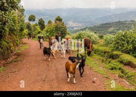 BUNYONYI, UGANDA - 18. MÄRZ 2020: Hirten mit Kühen und Ziegen in der Nähe des Bunyonyi Sees, Uganda Stockfoto