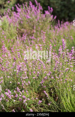 Blühende Kreuzblättrige Heidekraut (Erica tetralix) auf Chobham Common, Surrey Stockfoto