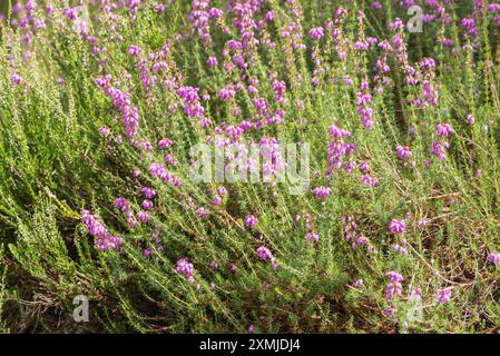 Blühende Kreuzblättrige Heidekraut (Erica tetralix) auf Chobham Common, Surrey Stockfoto