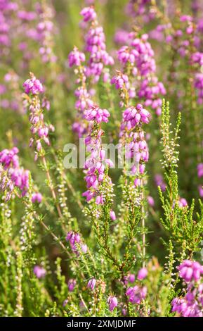 Blühende Kreuzblättrige Heidekraut (Erica tetralix) auf Chobham Common, Surrey Stockfoto