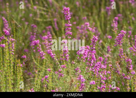 Blühende Kreuzblättrige Heidekraut (Erica tetralix) auf Chobham Common, Surrey Stockfoto