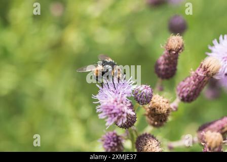 Eine Tachinidenfliege (Nowickia ferox), die sich auf eine Distel in Chobham Common, Surrey, konzentriert Stockfoto