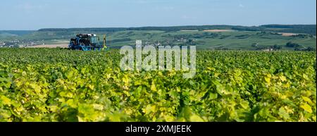 Die Rebstöcke werden in Chamapgne bei epernay und reims in frankreich auf einem Stretchtraktor beschnitten Stockfoto