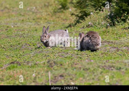 Kaninchen im Skomer Island National Nature Reserve, Wales, Vereinigtes Königreich. Stockfoto