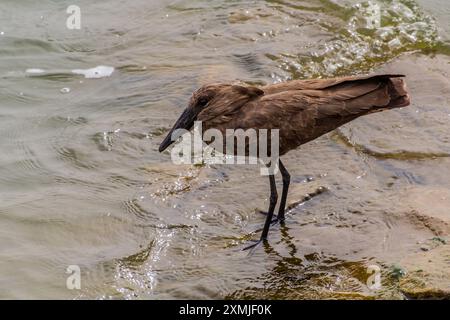 Hamerkop (Scopus umbretta) in der Nähe des Kazinga-Kanals, Uganda Stockfoto