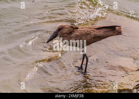 Hamerkop (Scopus umbretta) in der Nähe des Kazinga-Kanals, Uganda Stockfoto