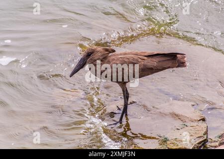 Hamerkop (Scopus umbretta) in der Nähe des Kazinga-Kanals, Uganda Stockfoto