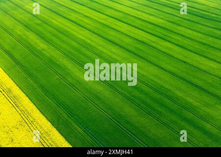 Aus der Vogelperspektive hellgrüne und gelbe Ackerfelder. Stockfoto