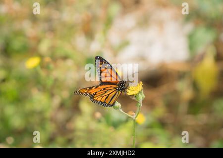 Monarchschmetterling (Danaus plexippus) sammelt Nektar vom Hawk's-Bart, Madeira Portugal. Juni 2024 Stockfoto