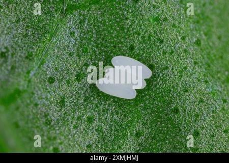 Eier unter einem Basilikumblatt, gelegt von einem Weibchen der Schwebefliege (Syrphidae). Sichtbar in den Details der Oberflächenstruktur der Eier. Stockfoto