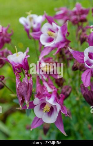 Kolumbinenblumen (Aquilégia vulgáris), auch bekannt als Omas Nachtmütze und Omas Haube Stockfoto