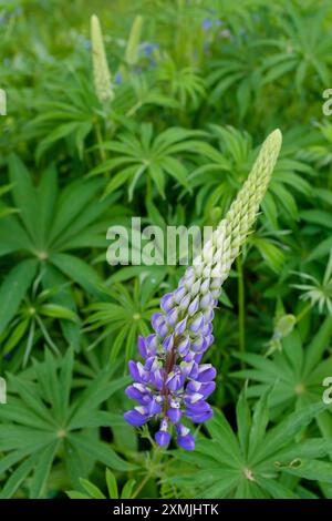 Lupinus, allgemein bekannt als Lupine, Lupine Stockfoto