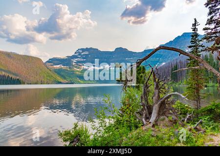 Blick auf den Cameron Lake im Waterton National Park im Sommer mit atemberaubender Reflexion der schneebedeckten Berge und einzigartigen Bäumen im Vordergrund. Stockfoto