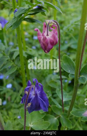 Kolumbinenblumen (Aquilégia vulgáris), auch bekannt als Omas Nachtmütze und Omas Haube Stockfoto