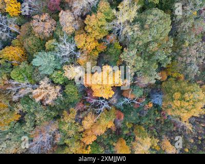 Von oben nach unten aus der Vogelperspektive der Herbstfarben im Wald. Herbstlaub in Asheville, North Carolina Stockfoto