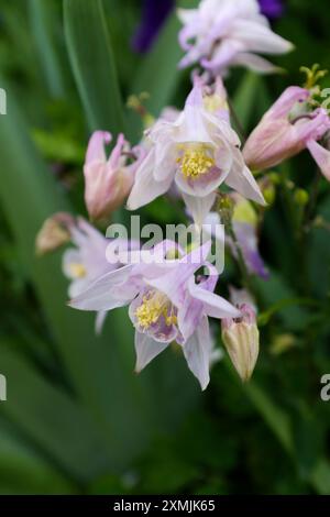 Kolumbinenblumen (Aquilégia vulgáris), auch bekannt als Omas Nachtmütze und Omas Haube Stockfoto