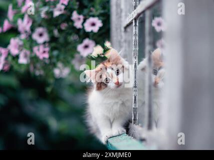 Ein kleines neugieriges Kätzchen sitzt am Fenster zwischen den Blumen eines Landhauses im Garten an einem sonnigen Sommertag Stockfoto