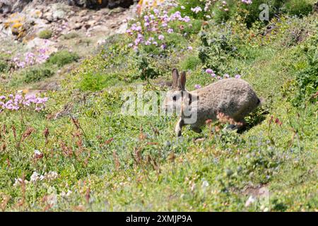 Wildkaninchen im Skomer Island National Nature Reserve, Pembrokeshire, Wales, Großbritannien Stockfoto