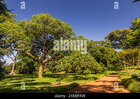Landschaft der Entebbe Botanischen Gärten, Uganda Stockfoto